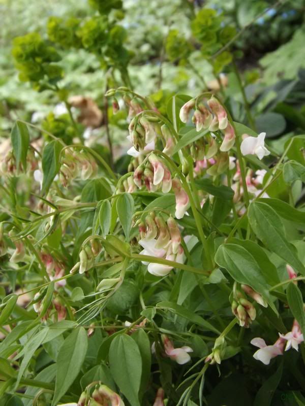 Lathyrus vernus and Euphorbia amygdaloides var. robbie photo latheu_zpsbc58f8c3.jpg